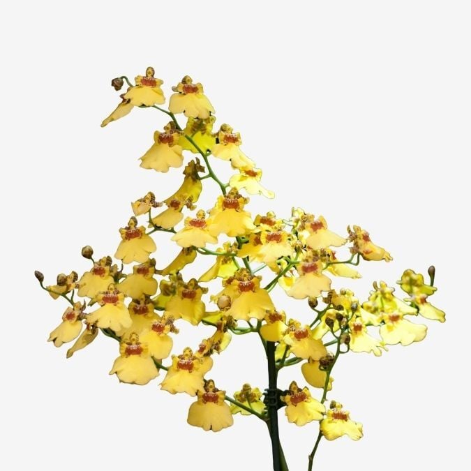 Yellow (stem)