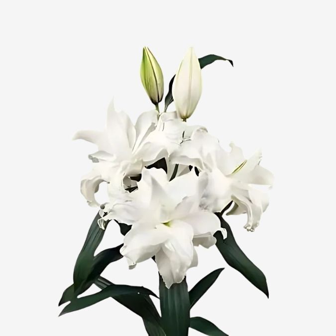 Roselily White