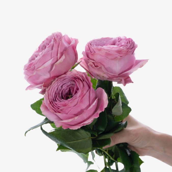 Peonikiss_Garden_Rose