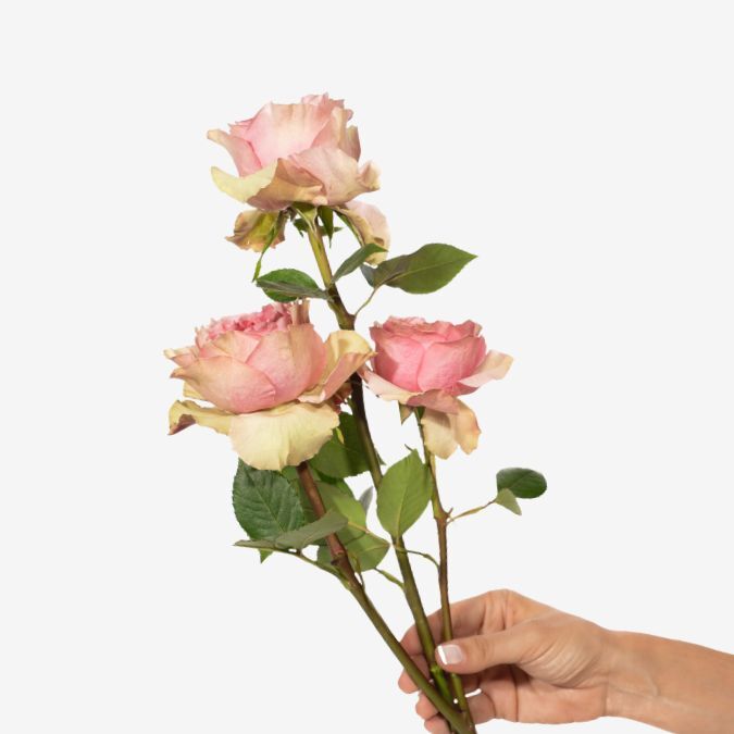 Pink_Monster_Garden_Rose