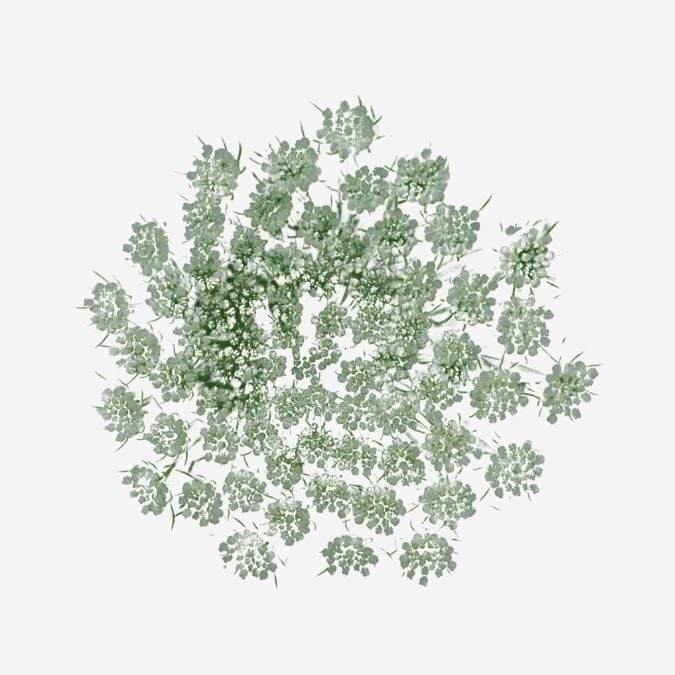Green Mist