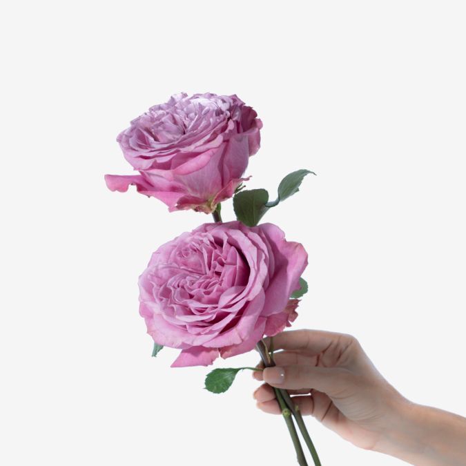 Queens_Crown_Garden_Rose