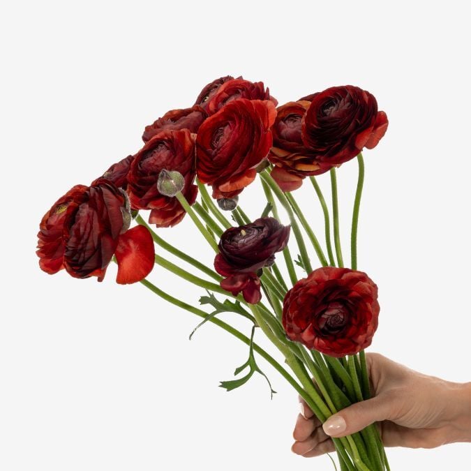 Ranunculus_Chocolato_Natural