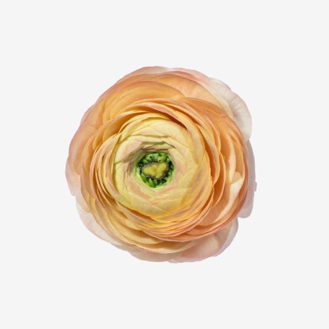 Elegance Peach