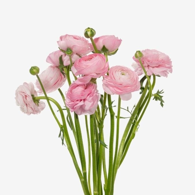 Success Clooney Lady Pink