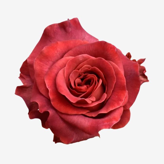 Razzmataz_Garden_Rose