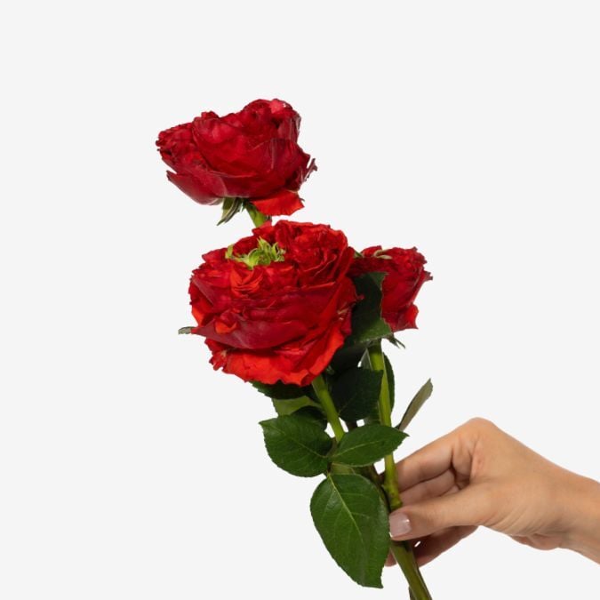 Red_Monster_Garden_Rose