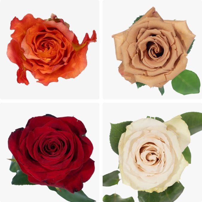 Roses_Assorted_Box