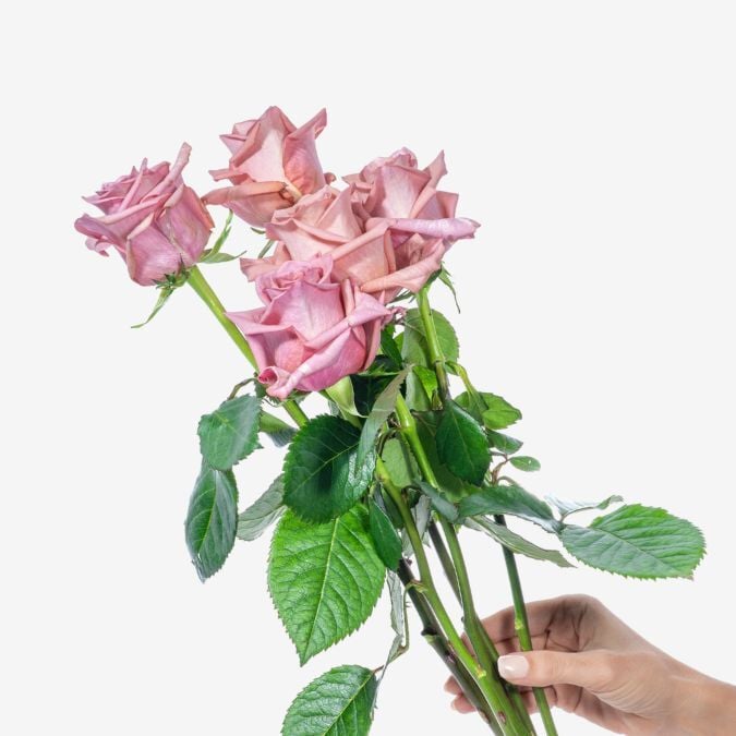Roses_Barista