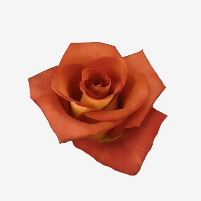 Roses_Leonidas