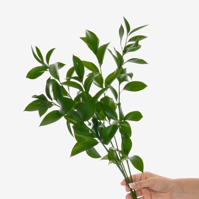 Israeli Ruscus