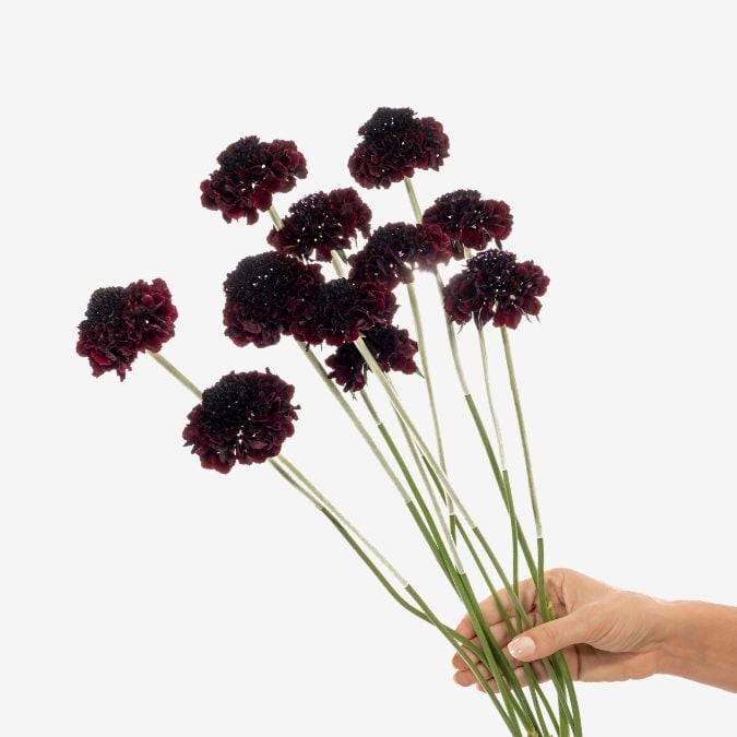Scabiosa_Blackberry_Scoop