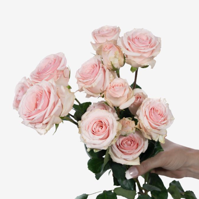 Star_Blush_Spray_Rose