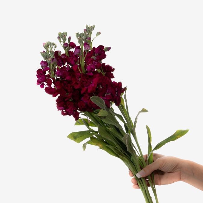 Red / Magenta