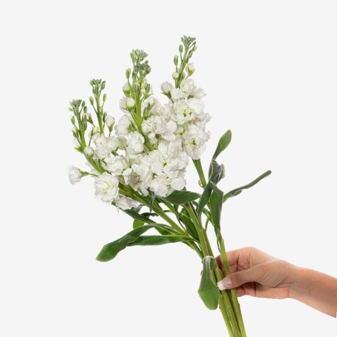 White