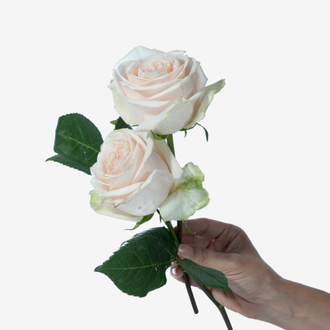 Wedding_Spirit_Garden_Rose