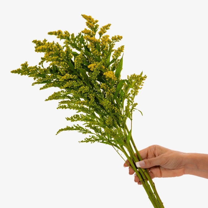 aster_solidago_golden_glory