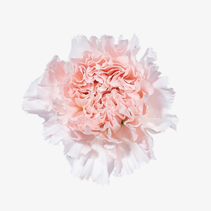 carnation-hanoi