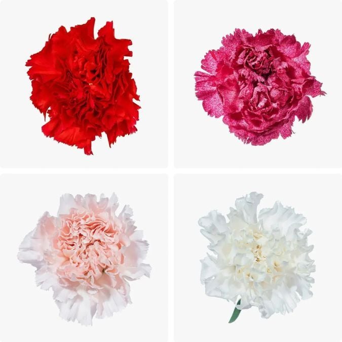 carnation_valentine_assorted