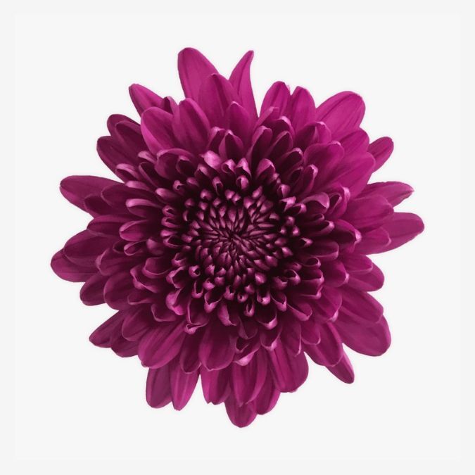 chrysanthemum_cremon_andrea