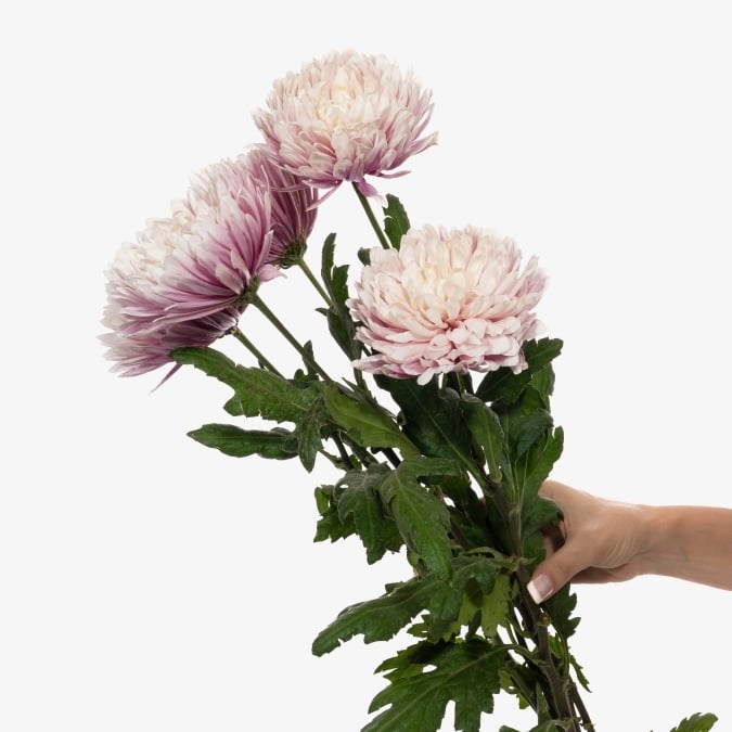 chrysanthemum_cremon_light_salmon