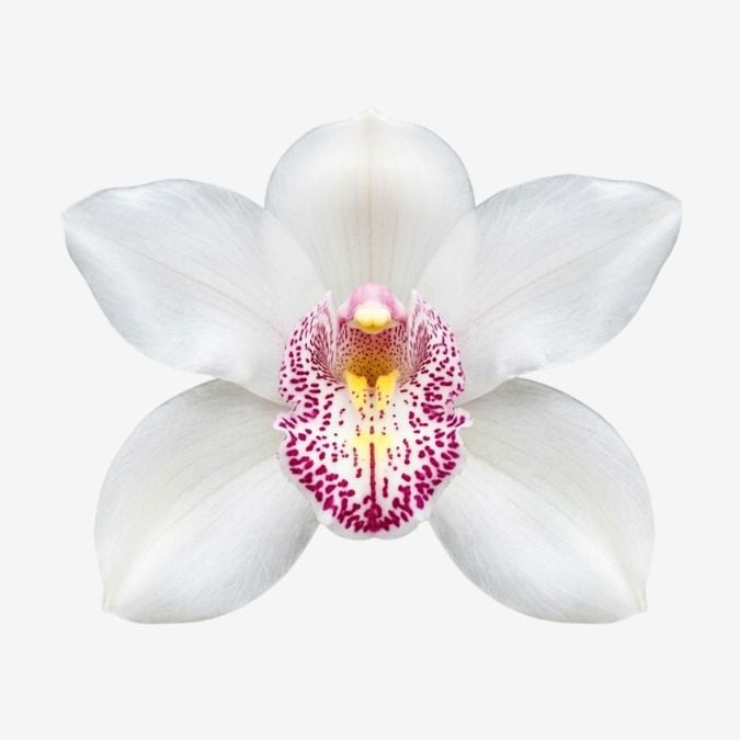 Cymbidium
