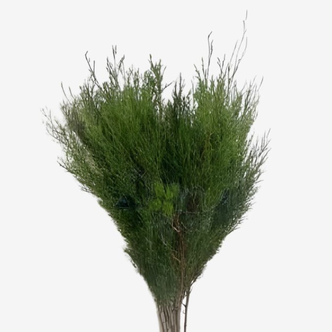 cypress_cypress