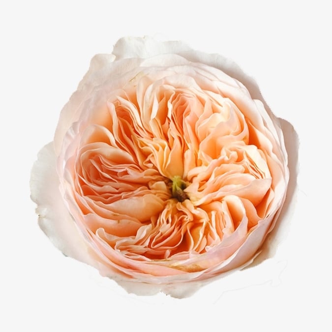 david-austin-garden-rose-juliet