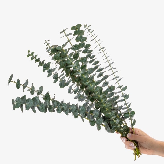 eucalyptus_parvafolia