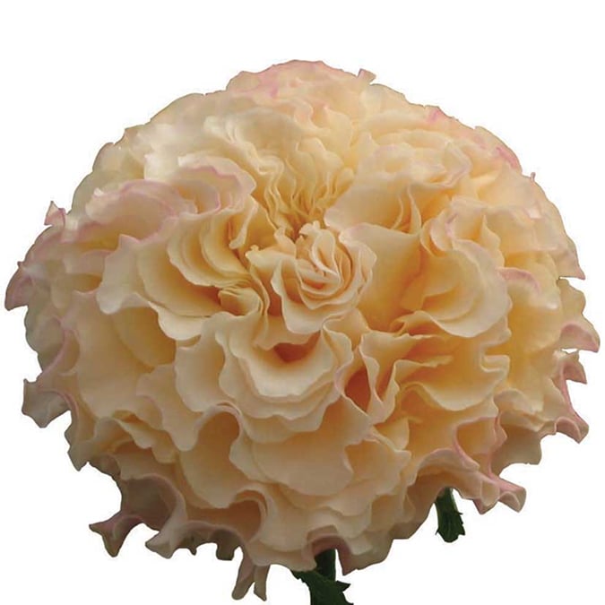 Campanella Peach