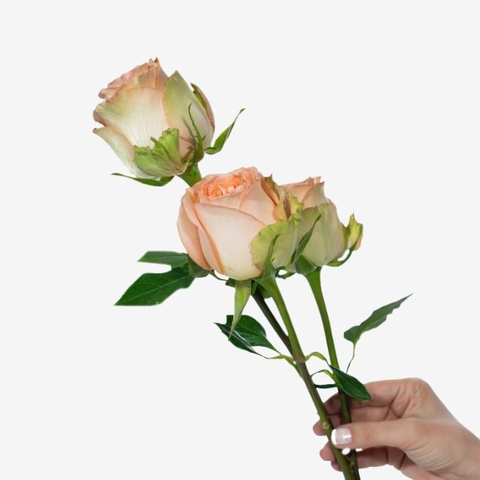 garden_rose_country_home-1