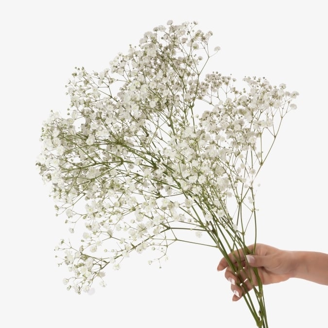 gypsophilia_new_love_250