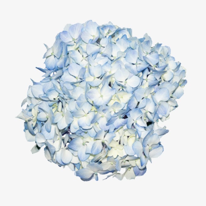 hydrangeaBluePremium