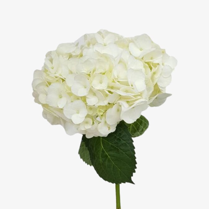 White Select