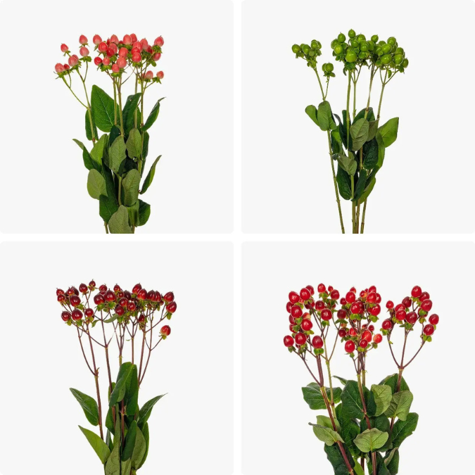 hypericum_valentine_assorted