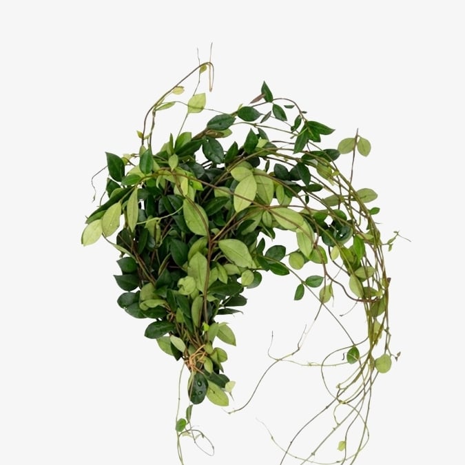 jasmine-no-blossoms