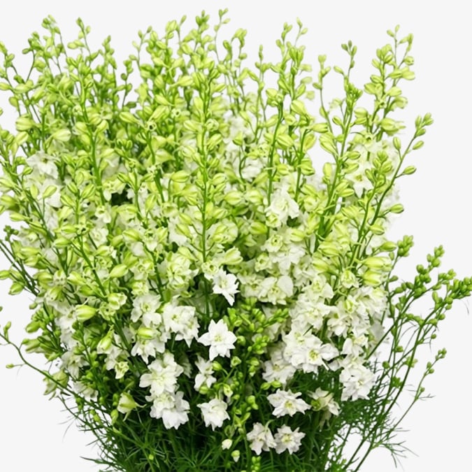 Qis White