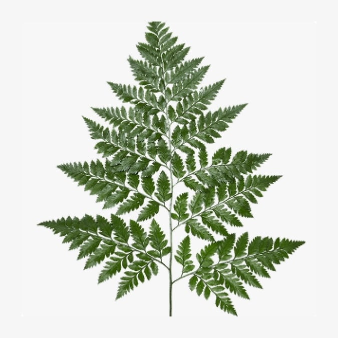 leatherleaf_leatherleaf