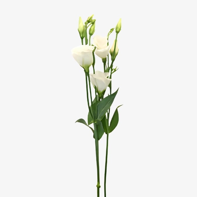 lisianthus-single-white
