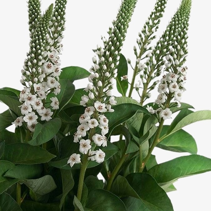 lysimachia-white