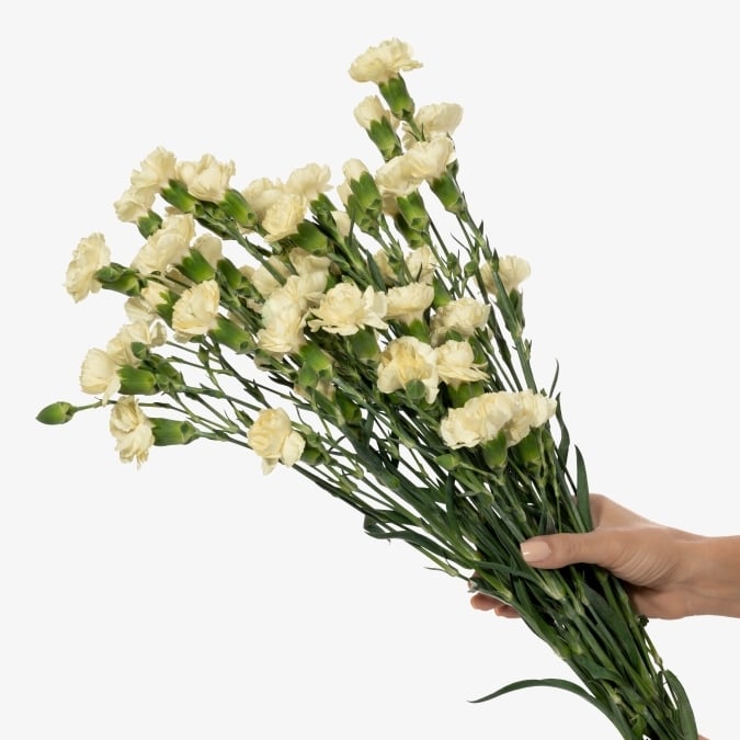 mini_carnation_imagine