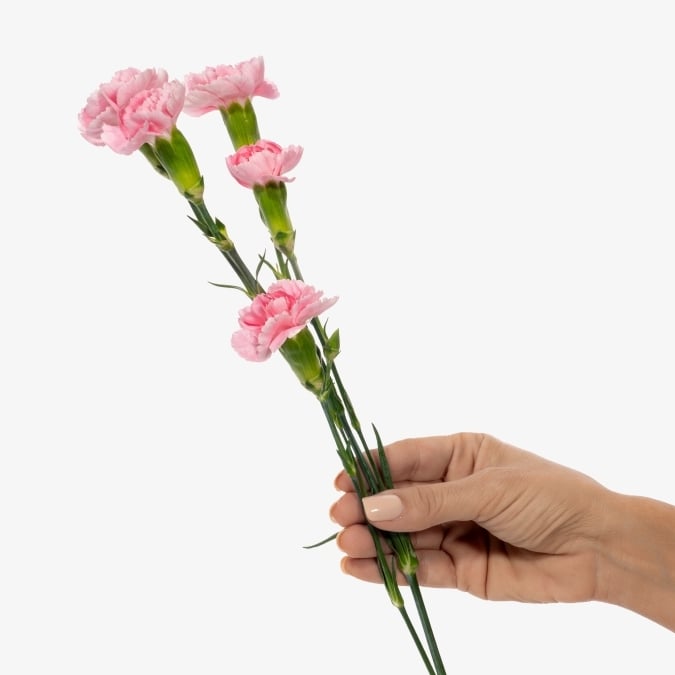 mini_carnation_pink_pigeon