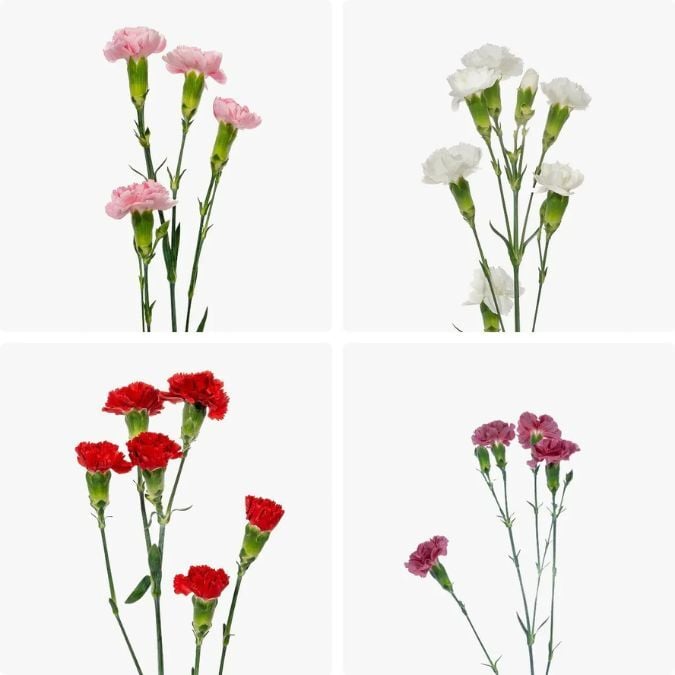 mini_carnation_valentine_assorted