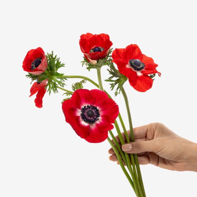 mistral_plus_red_anemone