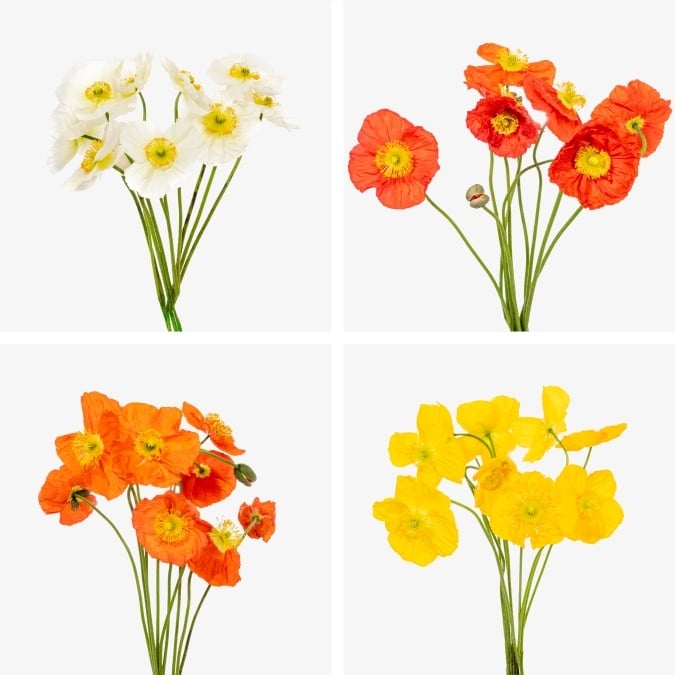 poppies_assorted