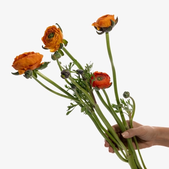 ranunculus_elegance_orange