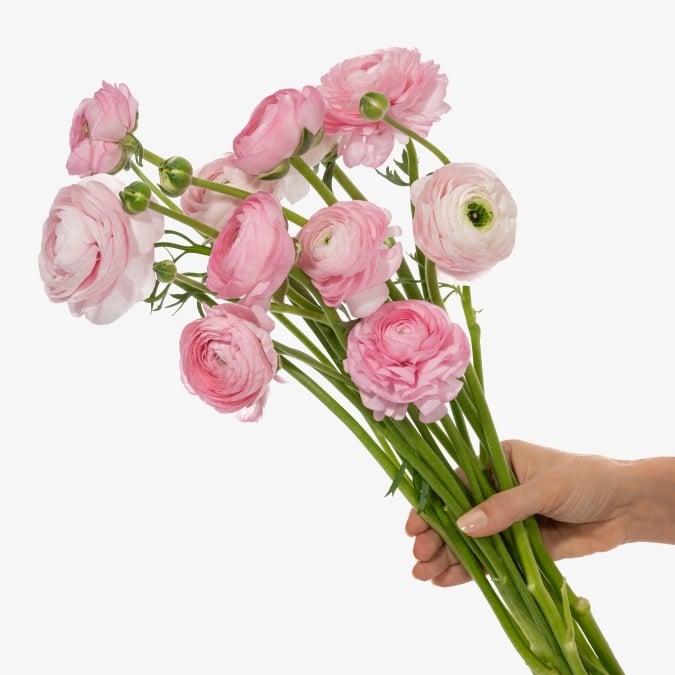 ranunculus_light_pink