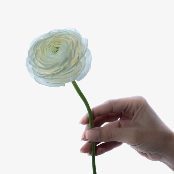 ranunculus_white