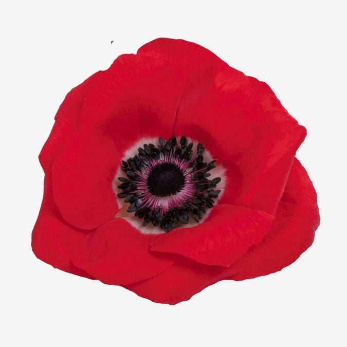 red_farm_choice_anemone