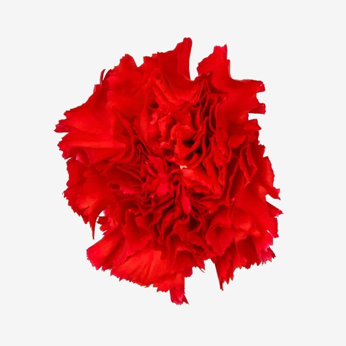 red_farm_choice_carnation
